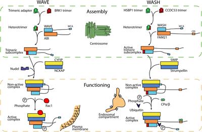 Assembly and Activity of the WASH Molecular Machine: Distinctive Features at the Crossroads of the Actin and Microtubule Cytoskeletons